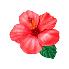 Floral red hibiscus design hand drawn watercolor. Perfect for card, postcard, tags, invitation, printing, wrapping, wedding. Designer element, isolated white background