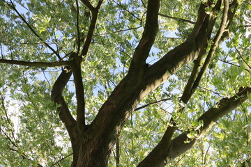 tree in autumn in vibrant colours