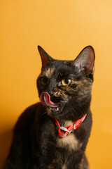Black Cat Portrait on Yellow Background