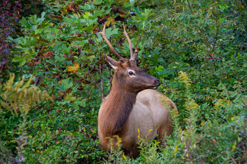 A male elk hiding in the bushes in Cherokee, North Carolina