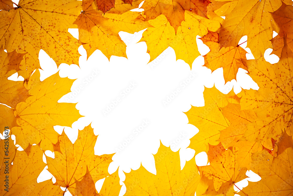 Wall mural autumn concept - frame made of dry fallen autumn maple leaves with copy space in the middle, isolate