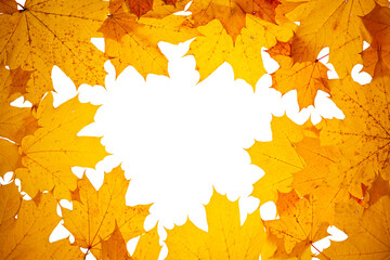 Autumn concept - frame made of dry fallen autumn maple leaves with copy space in the middle, isolated