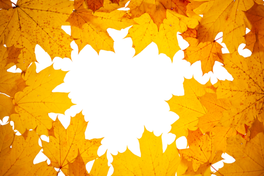 Autumn concept - frame made of dry fallen autumn maple leaves with copy space in the middle, isolated