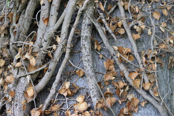 roots from a tangled tree in autumn