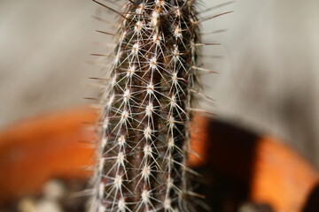 kaktus Setiechinopsis mirabilis