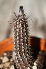 kaktus Setiechinopsis mirabilis