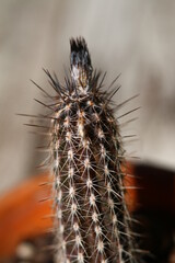 kaktus Setiechinopsis mirabilis