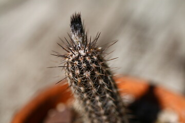 kaktus Setiechinopsis mirabilis