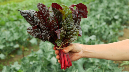 Chard red green bio leaves, white swiss stemmed fresh cicla group hand beet spinach seakale leaf...