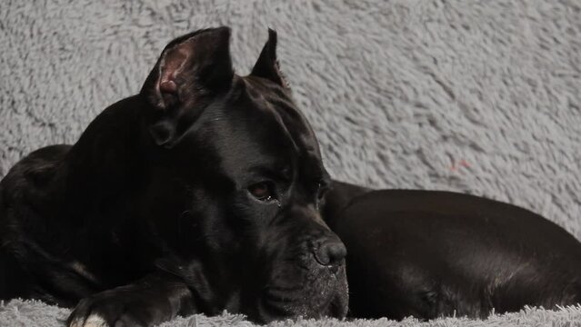 Large black beautiful dog Cane Corso lies on the bed and looks at the owner with sad eyes