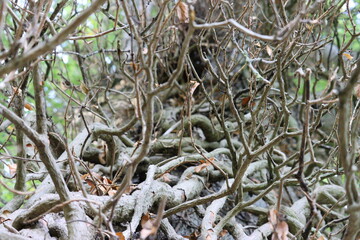 roots from a tangled tree in autumn