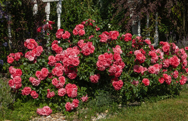 the climbing rose shrub Rosarium Uetersen blooms of a single plant.