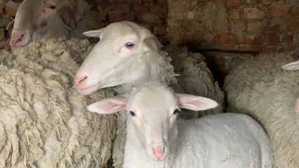 Flock of sheep huddled together in red brick farm cowshed closeup. Sheep and lambs slowly move around barn. Little lamb has small horns