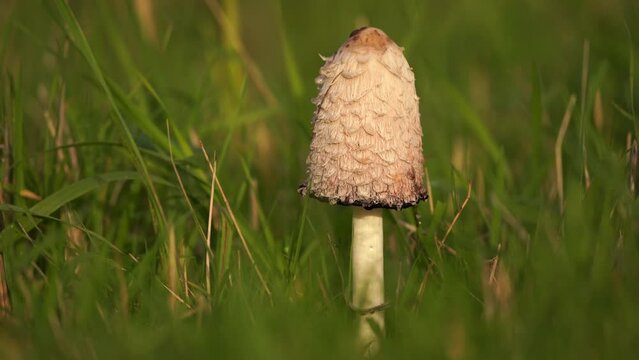 Coprinus comatus, the shaggy ink cap, lawyer's wig, or shaggy mane or a white mushroom