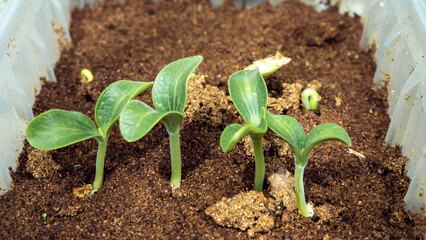 Seedling of cucumbers. Green sprouts with two leaves in plastic container with sawdust. Preparing for planting season