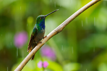 Green-backed or White-tailed Hillstar - Urochroa leucura, formerly in the white-tailed hillstar, hummingbird in brilliants, tribe Heliantheini in Lesbiinae, found in Colombia, Ecuador and Peru