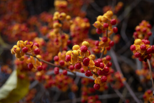  Oriental bittersweet nice branch of tree with autumn leaves and berries, close up macro and nature