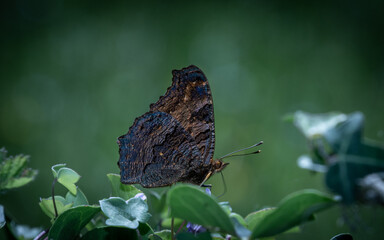 Mariposa primavera