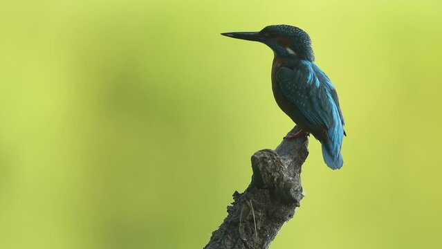 Zimorodek (Alcedo atthis)