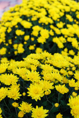 small terry chrysanthemums decorative decoration of the autumn garden