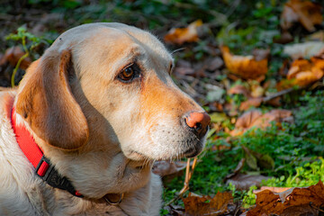 golden retriever dog in the park