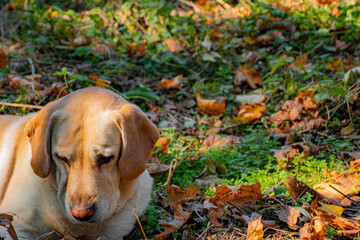 dog in the autumn park