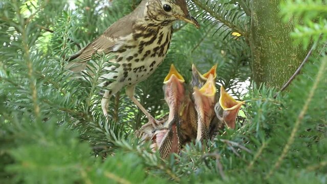 Śpiewak (Turdus philomelos) - karmienie młodych w gnieździe