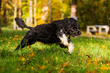 Fototapeta premium male Portuguese Water Dog bounces happily