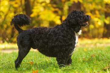 male Portuguese Water Dog in a show stance