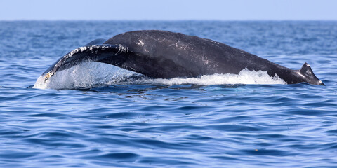 Obraz premium Humpback Whale