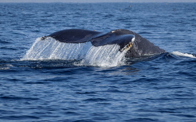 Humpback Whale