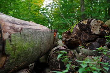 Old trees cut down in a German forest.
