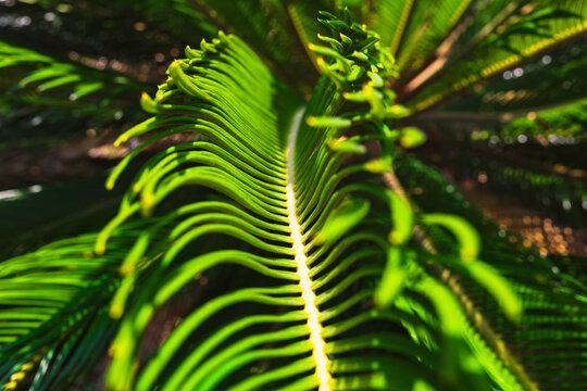 Sago palm leaves in focus. Cycas revoluta leaves.