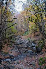 autumn forest in the morning