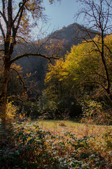 autumn forest in the morning