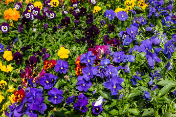 the sweet face of a garden pansy