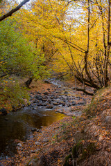 river in autumn forest