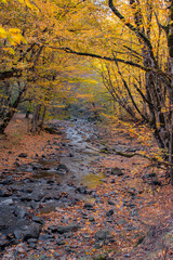 autumn leaves on the river