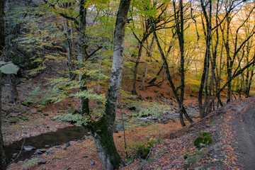 autumn in the dark woods