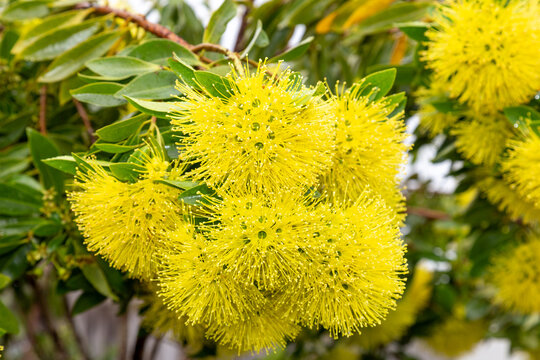 golden penda tree from Australia
