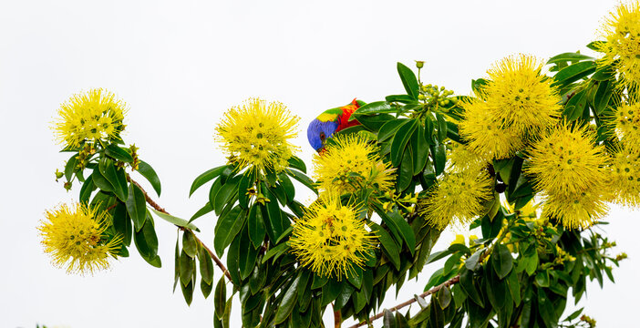 golden penda tree from Australia