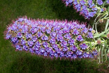 Fototapeta premium popular with bees the pride of Maderia flower