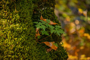 green moss on the tree