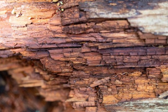 Closeup shot of the inside of a decaying tree trunk