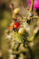 Obraz premium ladybug on a flower