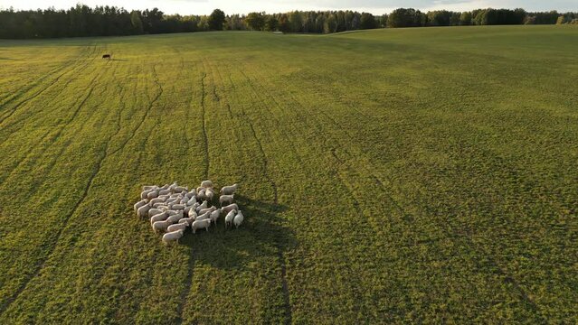 Aerial view of sheeps on the field with sunset. Flock of sheep grazing in the green meadow. Circeling around with drone. Grassland with herd of white and brown sheeps. Farmland, countryside.