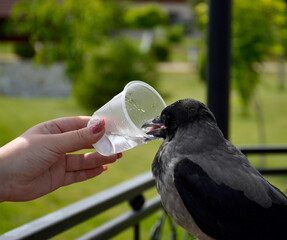 gray crow quenches thirst from a plastic disposable cup. thirsty bird in the summer heat drinks...