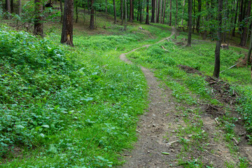 forest path between trees