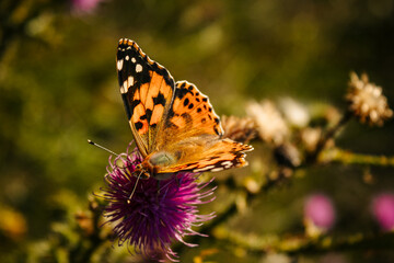 butterfly on flower