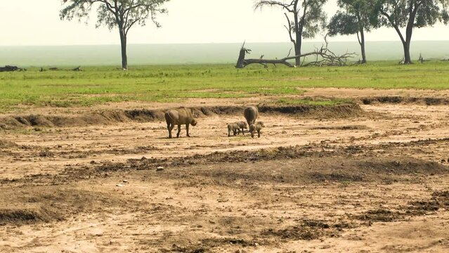 Family of warthogs, parents and three piglets, wandering near water hole